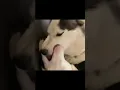 Download Lagu Show affection, kiss with tongue#shorts #dog
