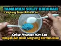 Lagu Semua Jenis Tanaman Cepat Berbuah Lebat Hanya Dalam Hitungan Hari Saja‼️
