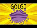 Golgi Apparatus Structure and Functions Explained in 9 Minutes