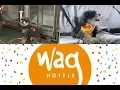 Wag Dog Hotel Hollywood