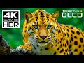 Lagu Incredible Wild Animals in Dolby Vision HDR 4K 120 FPS Video - Scenic Wildlife