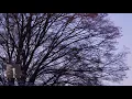 Chopin : Mazurka No.36 in A Minor, Op.59, No.1 / Rubinstein