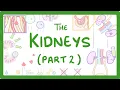 GCSE Biology - Structure of the Kidneys