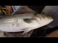 5 15 16 30 Pound Bass hit right in the wash by 40 year long fishing local