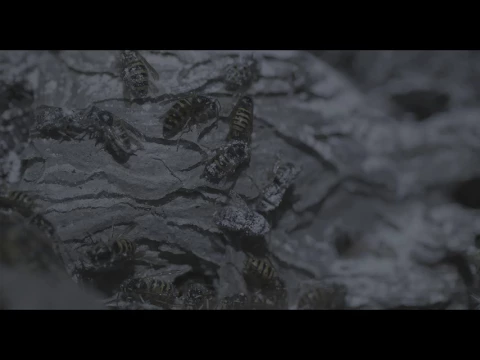 Kaltes Tal - Trailer