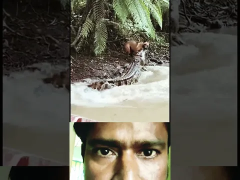 dog 🐕 jakala action shorts 😁😀😀 #youtubeshorts #ytshorts #animals #dog #trending #shorts #shortvideos