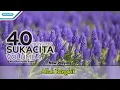 Download Lagu Maranatha Singer - 40 Nonstop Sukacita Volume 4