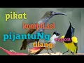 Download Lagu pikat pijantunG mix tilang Vs sogon