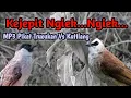 Download Lagu Kejepit Ribut Ngiek...Ngiek...Burung Trucukan Vs Kutilang