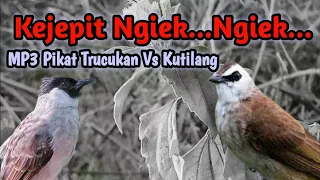 Download Kejepit Ribut Ngiek...Ngiek...Burung Trucukan Vs Kutilang MP3