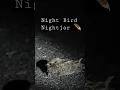 Download Lagu Burung Malam Nightjar #shorts #jelajahi #safarimalam