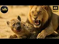 Download Lagu Life and Death on the Plains | Tales from Zambia | Wild Animal Documentary