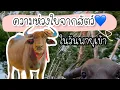 Download Lagu คนอะไรชอบทำให้ควายเป็นห่วง🥰 #สัตว์โลกน่ารัก #animalslover #คลิปตลก