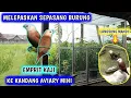 Lagu Burung emprit kaji sepasang di kandang aviary mini