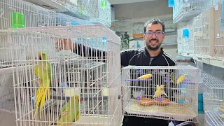 الجديد عند حمدي أجيو نتولعو ونتعرفو على أتمنة مختلف أنواع الطيور على قناتكم عالم الطيور Parrot 