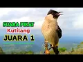 Download Lagu Suara Burung Kutilang Gacor Juara 1 Tahun 2025