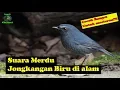 Download Lagu Jongkangan Biru Di Alam || Cocok Banget Untuk Masteran