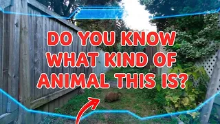 RC CAR vs STRANGE ANIMAL #rc #rccar #fpv #fpvdrone #drone #dronevideo #drones #car #cars