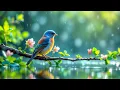 Download Lagu Relaxing Piano with Bird Sounds | Deep Focus Nature Music for Work and Concentration