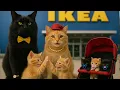 Download Lagu Mama Cat \u0026 Papa Cat’s Crazy IKEA Shopping Day with Kittens 🛒🐾