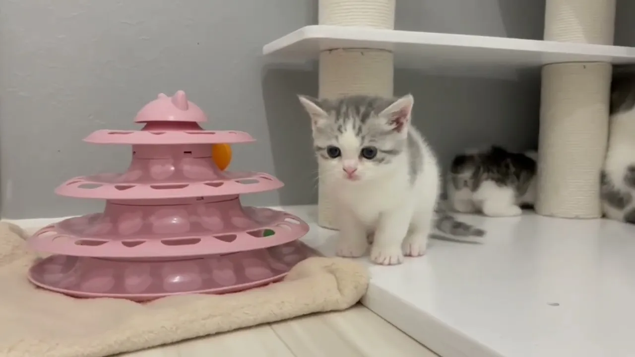 動画