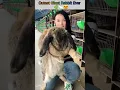 Download Lagu You Tube Cutest Rabbit 2025 Ever #shortsfeed #rabbit #cutest #youtubeshorts #indopaanimallovers