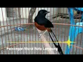 Download Lagu Suara Pancingan Burung Murai batu lampung