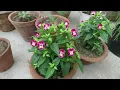 Torenia Flower / Torenia Plant Care