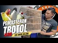 TIPS PEMASTERAN MURAI BATU TROTOL VERSI OM ANDRI BOLANG!