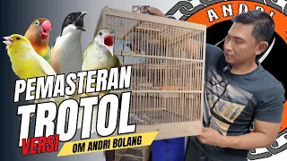 tips pemasteran murai batu trotol versi om andri bolang 
