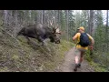When Wild Animals Get Way Too Close