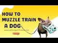 How To Muzzle Train a Chihuahua