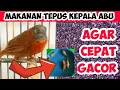 MAKANAN PENGGACOR BURUNG TEPUS KEPALA ABU AGAR TEPUS KEPALA ABU CEPAT GACOR