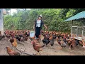 Download Lagu How to mix wild vegetables as chicken feed - chicken farming - poultry business