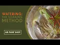 Download Lagu Watering Air Plants | The Soaking Method | Tillandsia Care Tips
