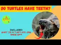 Do Turtles have teeth How do turtles eat