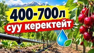 Эгерде бак кыламын деп жатсаңыз...