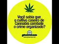 Por Cultivar Marijuana - Resistencia Suburbana