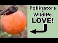 Everything You Need to Know About American Persimmon