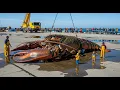Lagu Catching a 60-Ton Lobster in the Deep Waters of Nova Scotia