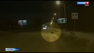 Бездомные собаки в Омске научились соблюдать правила дорожного движения