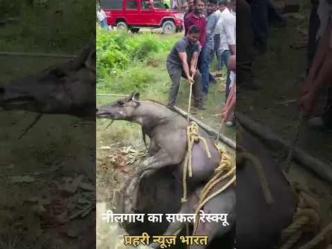 नीलगाय का शासन प्रशासन की सहायता से सफल रेस्क्यू किया गया