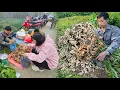 Lagu Young CEO leaves the city for the forest: alone harvests ginger to sell at the market