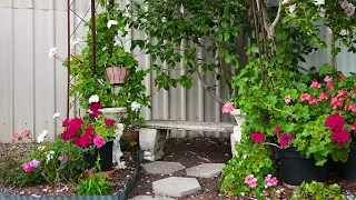                                                دندنها