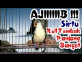 Download Lagu Cipoh Sirtu Roll Tembak Panjang MANTAP Banget Bikin Sirtu Lain Greget Gacor Koar-Koar