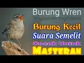 Download Lagu Kicau Burung Wren Cocok Banget Buat Masteran, Para Juri Pasti Suka
