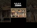 Download Lagu Zebra🦓 || Zebras ❤️ Nature Sound #BeautifulNatureShorts