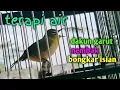 Download Lagu terapi air pleci dakun garut nembak bongkar isian.