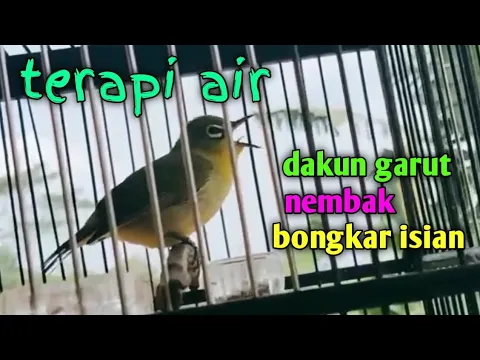 Download MP3 terapi air pleci dakun garut nembak bongkar isian.