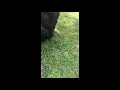 Cooper F1 Goldendoodle